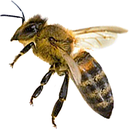 Russian Hybrid Honey Bee